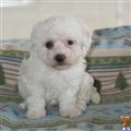 Bichon Frise