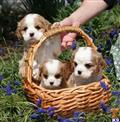 Cavalier King Charles Spaniel