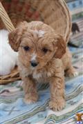 Cockapoos