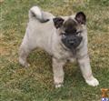 Norwegian Elkhound