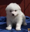 Samoyed
