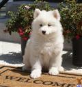 Samoyed