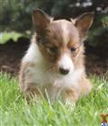 Shetland Sheepdog
