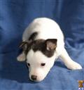 Toy Fox Terrier