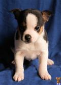 Toy Fox Terrier