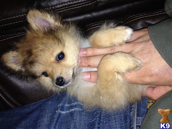 pomeranian puppies wisconsin document moved pomeranian puppies wisconsin document moved