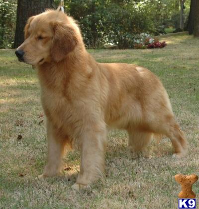 golden retriever puppy. Golden Retriever Puppies in GA