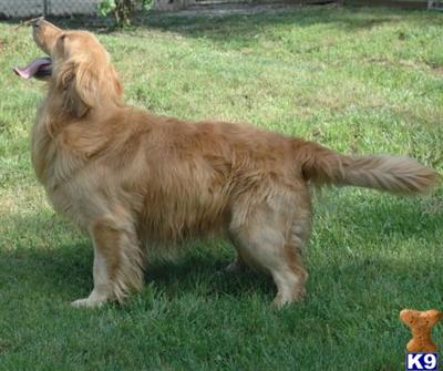 Stud Dogs - Golden Retriever