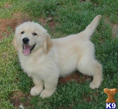 golden retriever puppies. Golden Retriever Puppies in GA