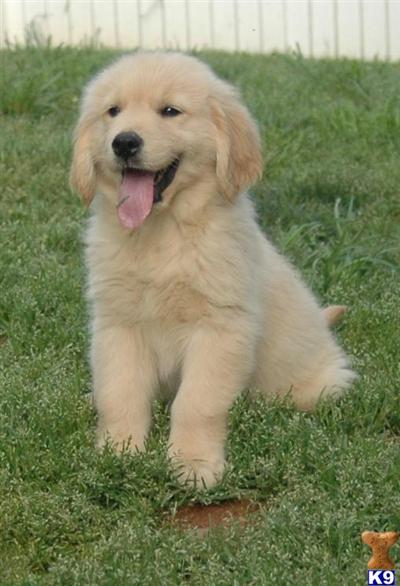 golden retriever puppies for sale. Golden Retriever Puppies in GA