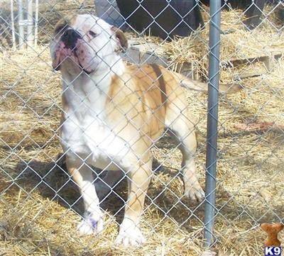Dogs for Sale in IA