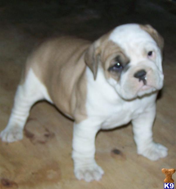 Puppies in IA