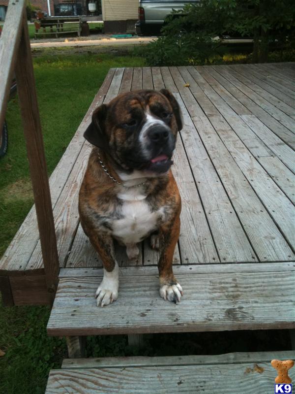 Dogs for Sale in IA