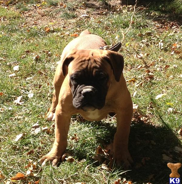 Puppies in IA