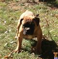 Old English Bulldog