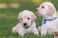 Labradoodle