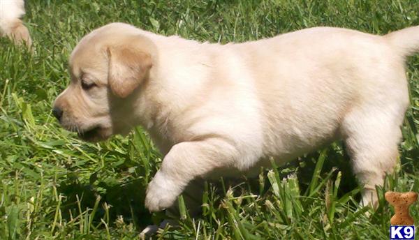 yellow lab puppies for sale in ma labrador retriever puppies for sale in ma breeds picture yellow lab puppies for sale in ma labrador retriever puppies for sale in ma breeds picture