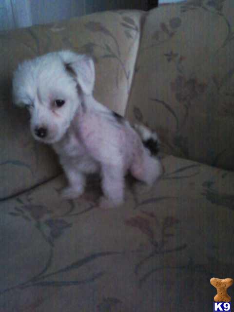 Chinese Crested Puppies