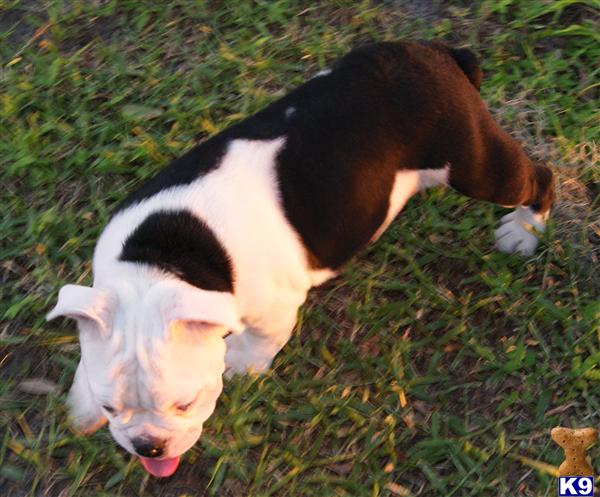 English Bulldog Puppies in FL