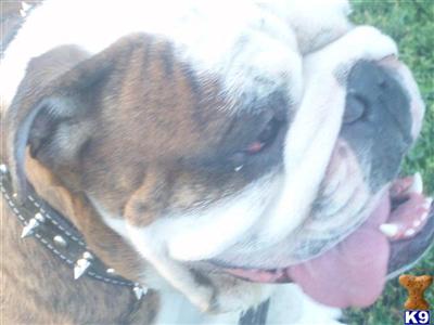 Stud Dogs - English Bulldog