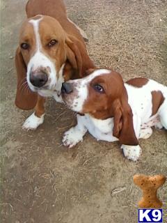 Stud Dogs - Basset Hound