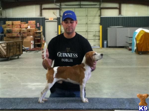 Stud Dogs in MI