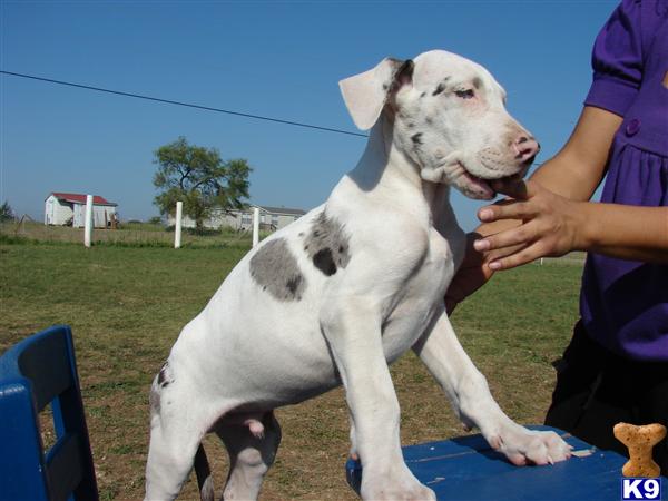 Puppies in Fort worth