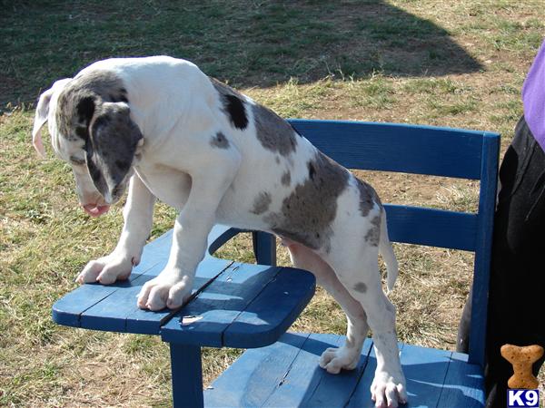Puppies in Fort worth