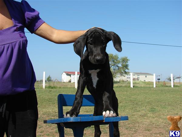 Puppies in Fort worth