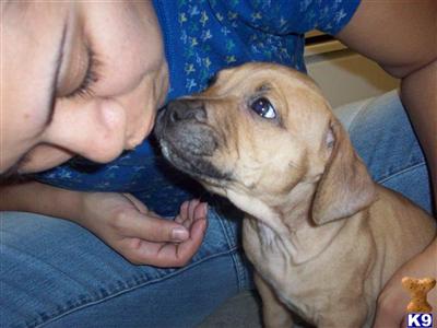 Puppies in CA