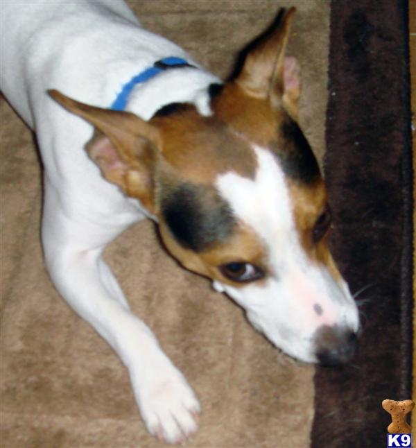 Stud Dogs - Jack Russell Terrier