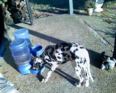 Stud Dogs - Dalmatian