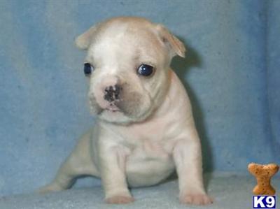 French Bulldog Puppies for Sale