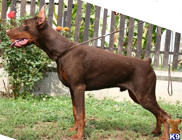 doberman puppies for sale in california doberman puppies for sale in california breeds picture doberman puppies for sale in california doberman puppies for sale in california breeds picture