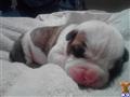 American Bulldog