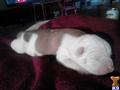 American Bulldog