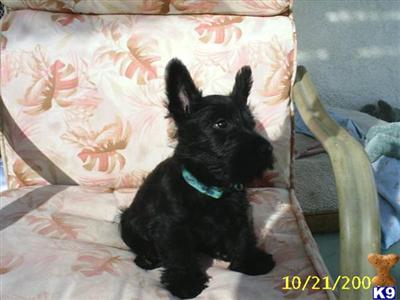 Scottish Terrier Puppies for Sale