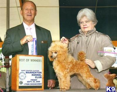 Stud Dogs - Poodle