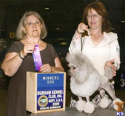 Stud Dogs - Poodle