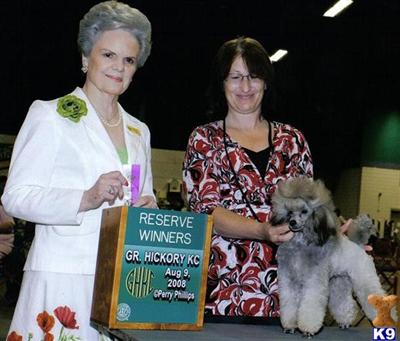 Stud Dogs - Poodle