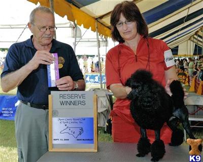 Stud Dogs - Poodle