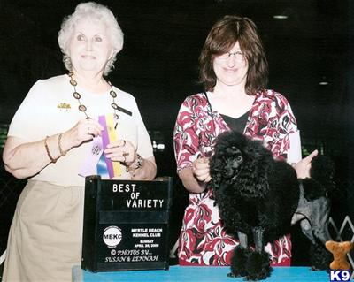 Stud Dogs - Poodle