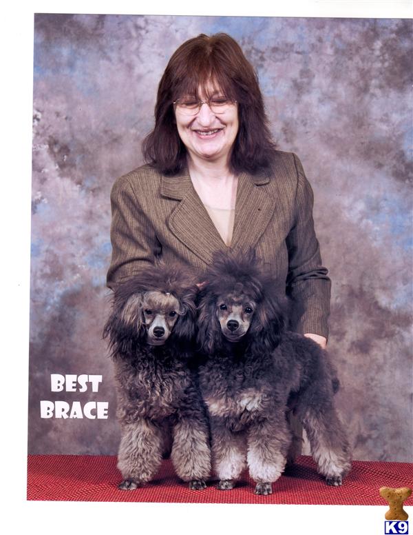 Dogs for Sale in SC