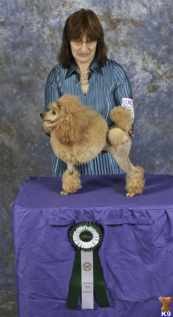 Stud Dogs in SC