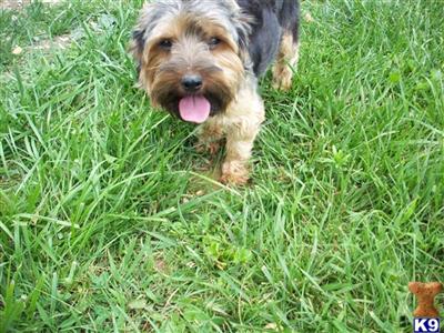 Dogs - Yorkshire Terrier
