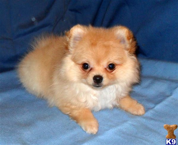 pomeranian for sale craigslist 302 found pomeranian for sale craigslist 302 found