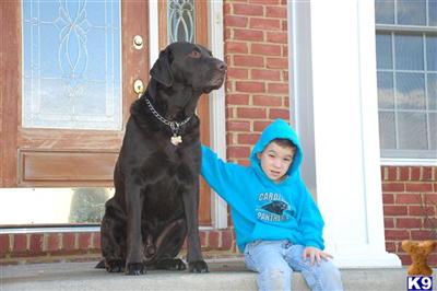 Stud Dogs in VA