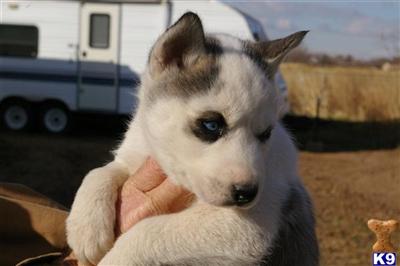 Puppies in UT