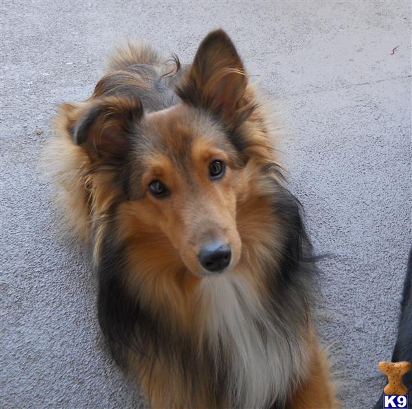 Stud Dogs - Shetland Sheepdog