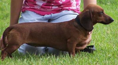 Dogs for Sale in TX